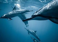 开云体育官网：以信赖点亮体育热情